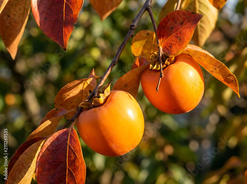 Ripe orange persimmons on a tree branch. Fresh autumn fruit hanging in the garden.