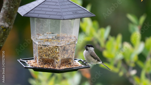 Great tit, parus major, on feeder