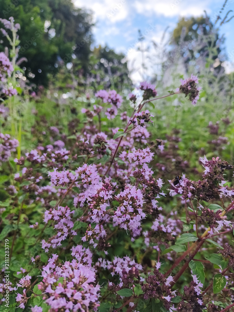 Obraz premium Close-up of blooming wild oregano with delicate purple flowers in a summer herb garden, featuring natural bokeh, selective focus and botanical beauty for wellness and culinary concepts.