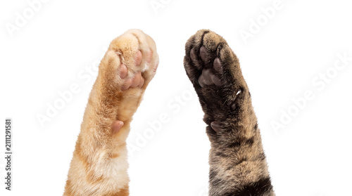 Two Cat Paws in a High Five Gesture on White Background - Orange and Tabby