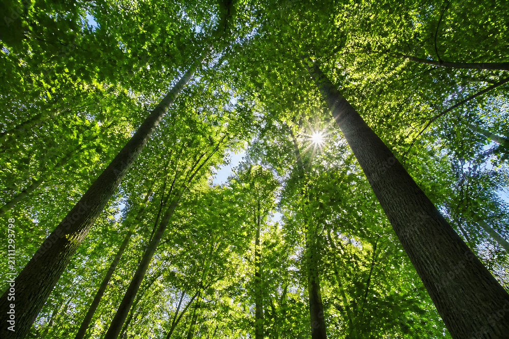 Fototapeta premium Sunlight streams through a dense canopy of tall, vibrant green trees in a forest.