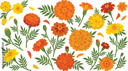 Vibrant marigold flower vector collection featuring orange and yellow blossoms, buds, leaves, and petals