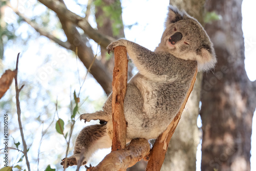 Quadro su tela Sleepy Koala Resting on Eucalyptus Tree Branch in Australia