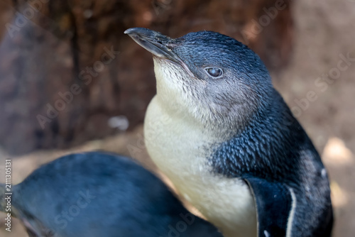 Little Blue Penguin Close-Up Portrait with Companion