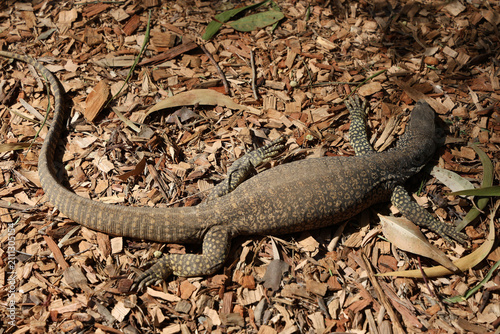 Foto Monitor Lizard Camouflaged on Wood Chip Mulch Ground Top View