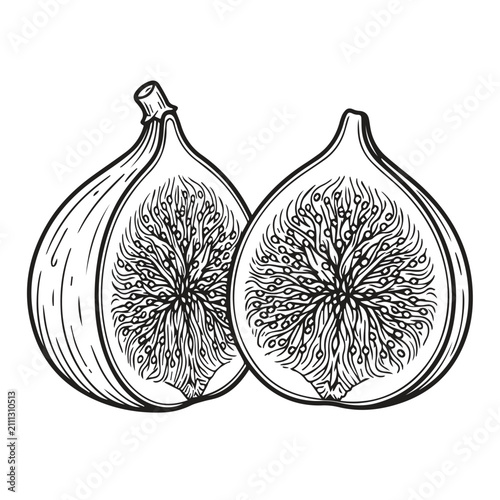 Hand drawn fig fruit slices botanical illustration with botanical, engraving