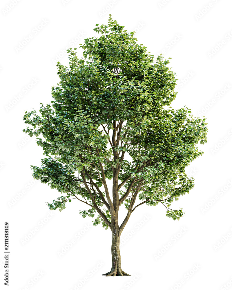 Obraz premium Deciduous tree with green leaves on white background isolated on a transparent background