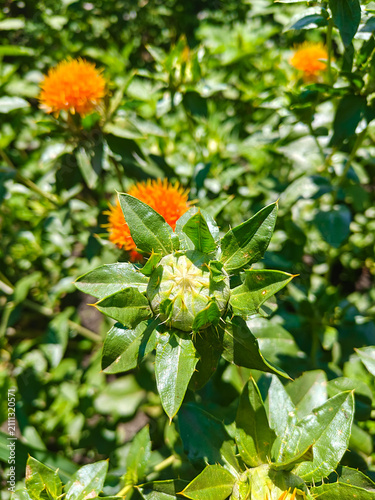 Close Up of Unopened Safflower Bud Growing in a Summer Agricultural Field