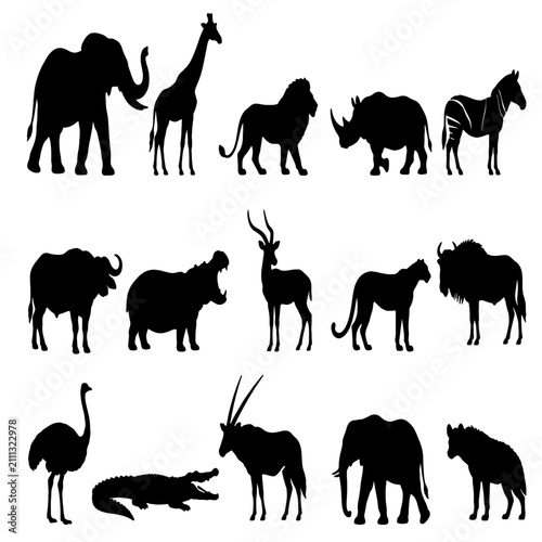 Photography African safari animal