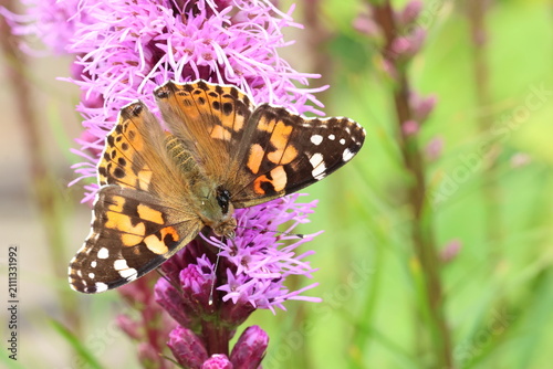 Painted Lady (Vanessa cardui) butterfly