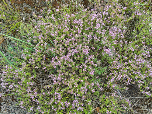 Wild Thyme Blooming with Bumblebees in a Natural Meadow Landscape