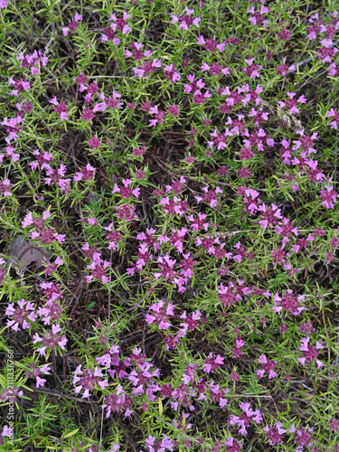 Blooming Wild Thyme with Pink Flowers Growing in Natural Habitat Close Up. Thymus serpyllum