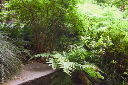 Photography Lush Green Fern Garden Landscaping Detail