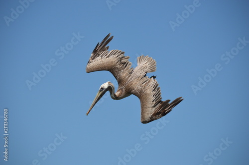Diving Brown Pelican (Pelecanus occidentalis) photograph.