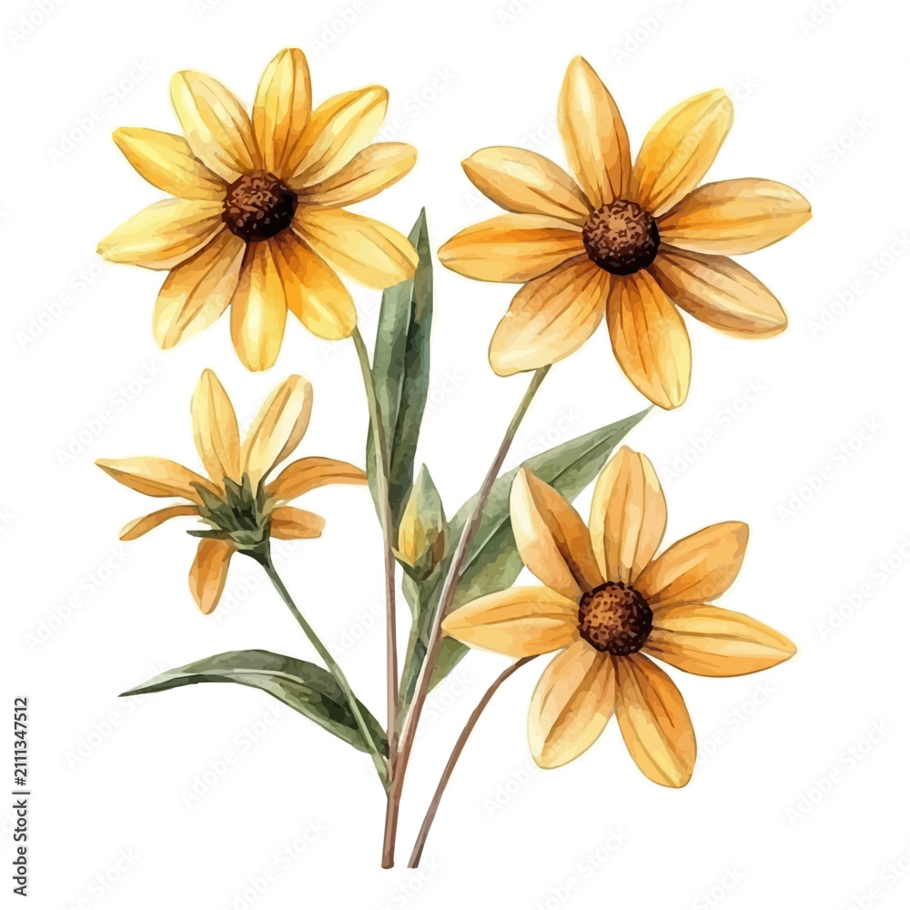 Obraz premium watercolor of Rudbeckia Branch illustration, isolated on a white background.