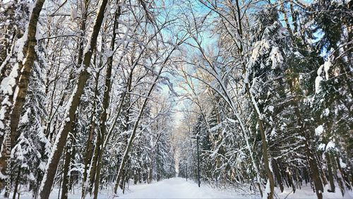 Winter russian forest