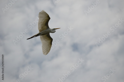 Cuadro en lienzo Great Egret (Ardea alba) in flight.