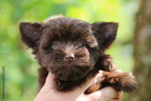 An adorable brown puppy with a fluffy coat and expressive eyes, being held in someone’s arms out in the countryside.