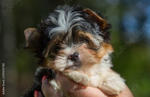 An adorable tri-coloured puppy with a fluffy coat and expressive eyes, being held in someone’s arms in the countryside.