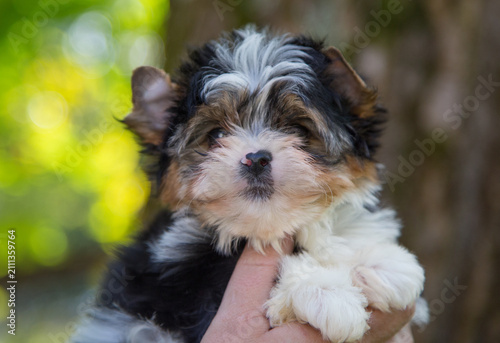 An adorable tri-coloured puppy with a fluffy coat and expressive eyes, being held in someone’s arms in the countryside.