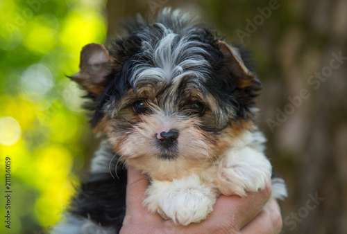 An adorable tri-coloured puppy with a fluffy coat and expressive eyes, being held in someone’s arms in the countryside.