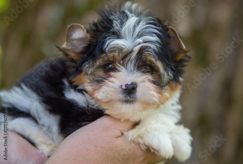 An adorable tri-coloured puppy with a fluffy coat and expressive eyes, being held in someone’s arms in the countryside.