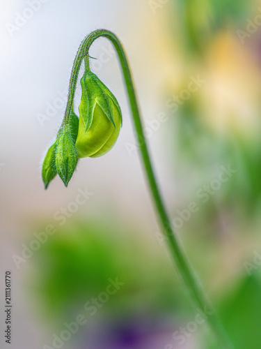 Bud of Sweet Pea Flower Appears on Stem in Garden Setting