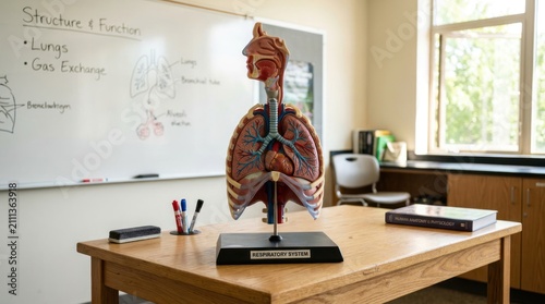 Human anatomy model and whiteboard in classroom