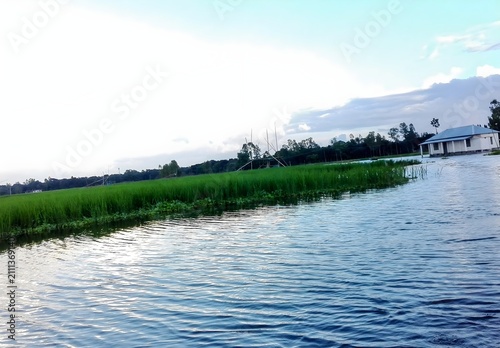 Small rural house by the river and green rice field