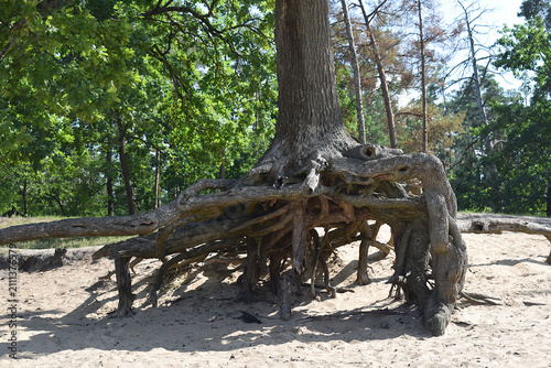 A pine tree with exposed roots in the air. The result of denudation of the sandy surface.