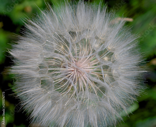 Seed head of meadow salsify. Close-up, top view.