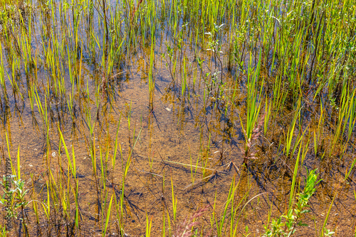 Фотография Fresh green grass shoots emerge from the shallow clear water of a swampy marshla