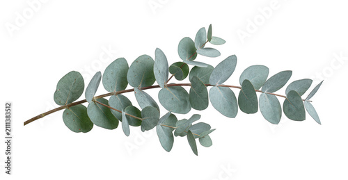 Fresh eucalyptus png silver dollar eucalyptus cutout green eucalyptus leaf png natural eucalyptus isolated transparent background image