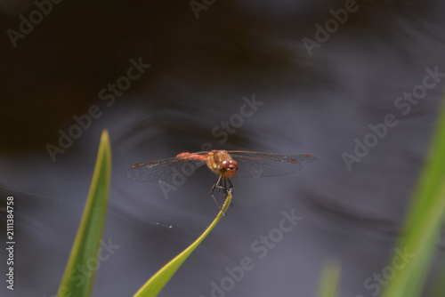 Obraz na plátně A darter dragonfly with a red tail holds onto a leaf next to a pond