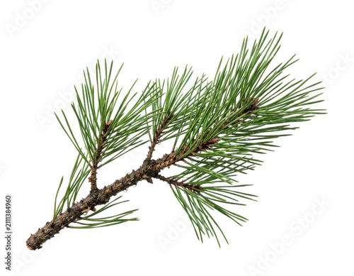 Fresh pine branch png green pine branch png evergreen pine branch png winter pine branch png isolated transparent background image