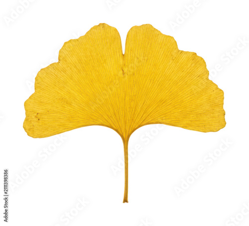 Autumn ginkgo leaf png Yellow ginkgo leaf isolated transparent background