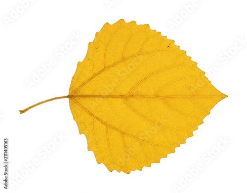 Konstfotografi Vibrant yellow leaf png Autumnal golden leaf cutout Single crisp leaf png Detail