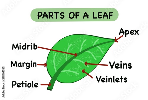 Fotografia Cute educational illustration showing the parts of a leaf with labeled apex, midrib, veins, veinlets, margin, and petiole