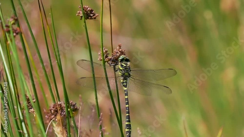 Golden-ringed Dragonfly Resting on Soft Rush