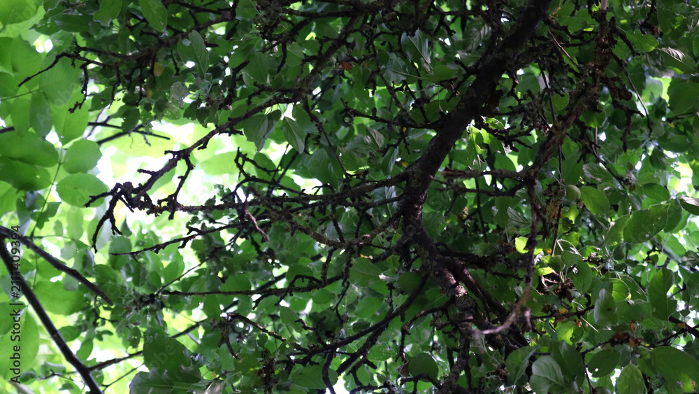 Fototapeta premium Dense green canopy, sunlight filtering through trees