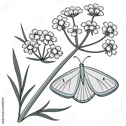 Foto Soft gray butterfly resting near white wildflower umbel blossoms with butterfly