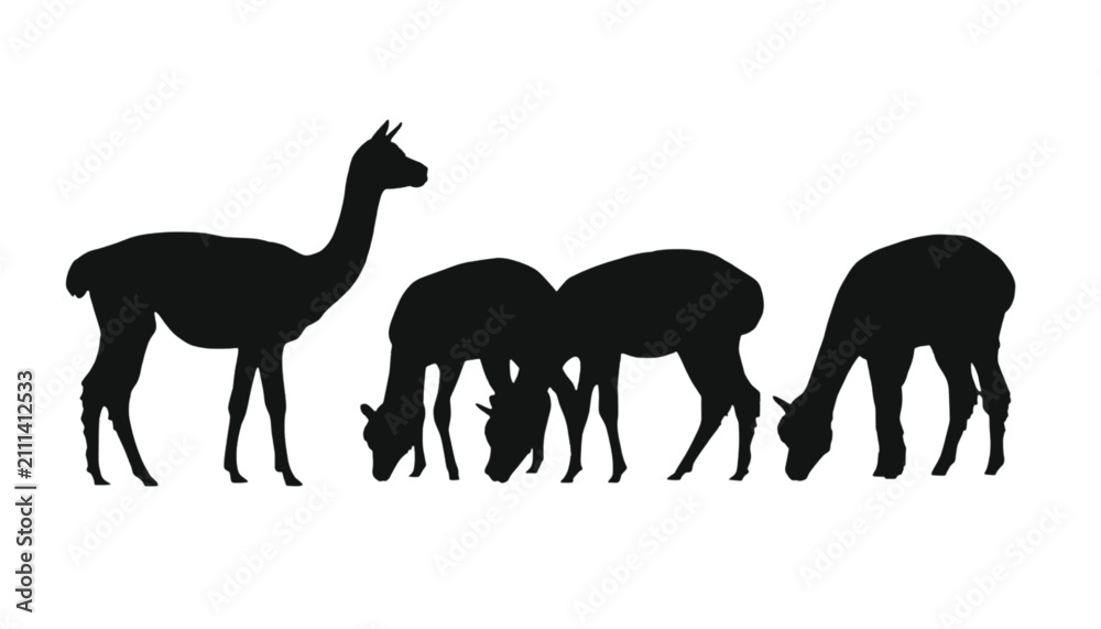 Obraz premium Alpacas group silhouette stands together to create a decorative graphic element for any project.