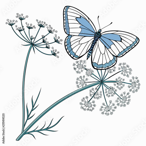Fotografía Blue and white butterfly feeding on delicate umbel flowers with butterfly