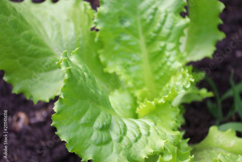 Foto Fresh batavia lettuce in garden setting