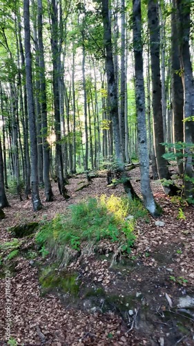 POV hiking through a sunlit forest trail with evening sunlight shining between trees in the Bavarian Forest, Germany