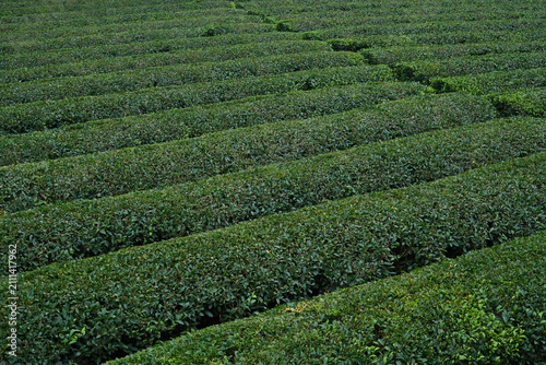 静岡県_浜松市春野町杉_茶畑