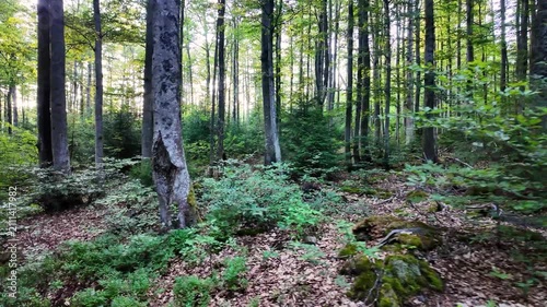 POV hiking through a sunlit forest trail with evening sunlight shining between trees in the Bavarian Forest, Germany
