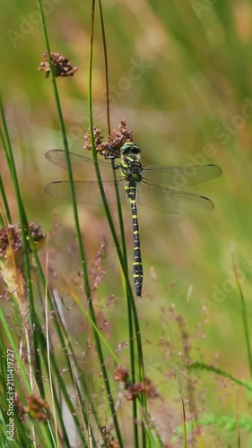 Golden-ringed Dragonfly Resting on Soft Rush