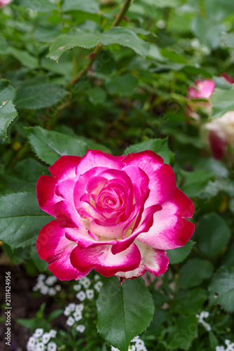 Vertical Close Up of a Striking Pink and White Bicolor Rose