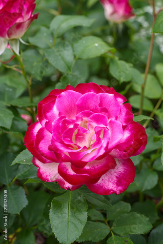 Vertical Close Up of a Vibrant Pink and White Bicolor Rose